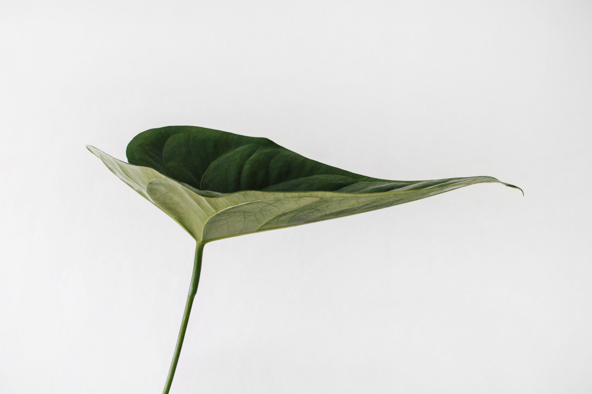 A single green leaf with a smooth surface and a pointed tip, set against a plain white background.