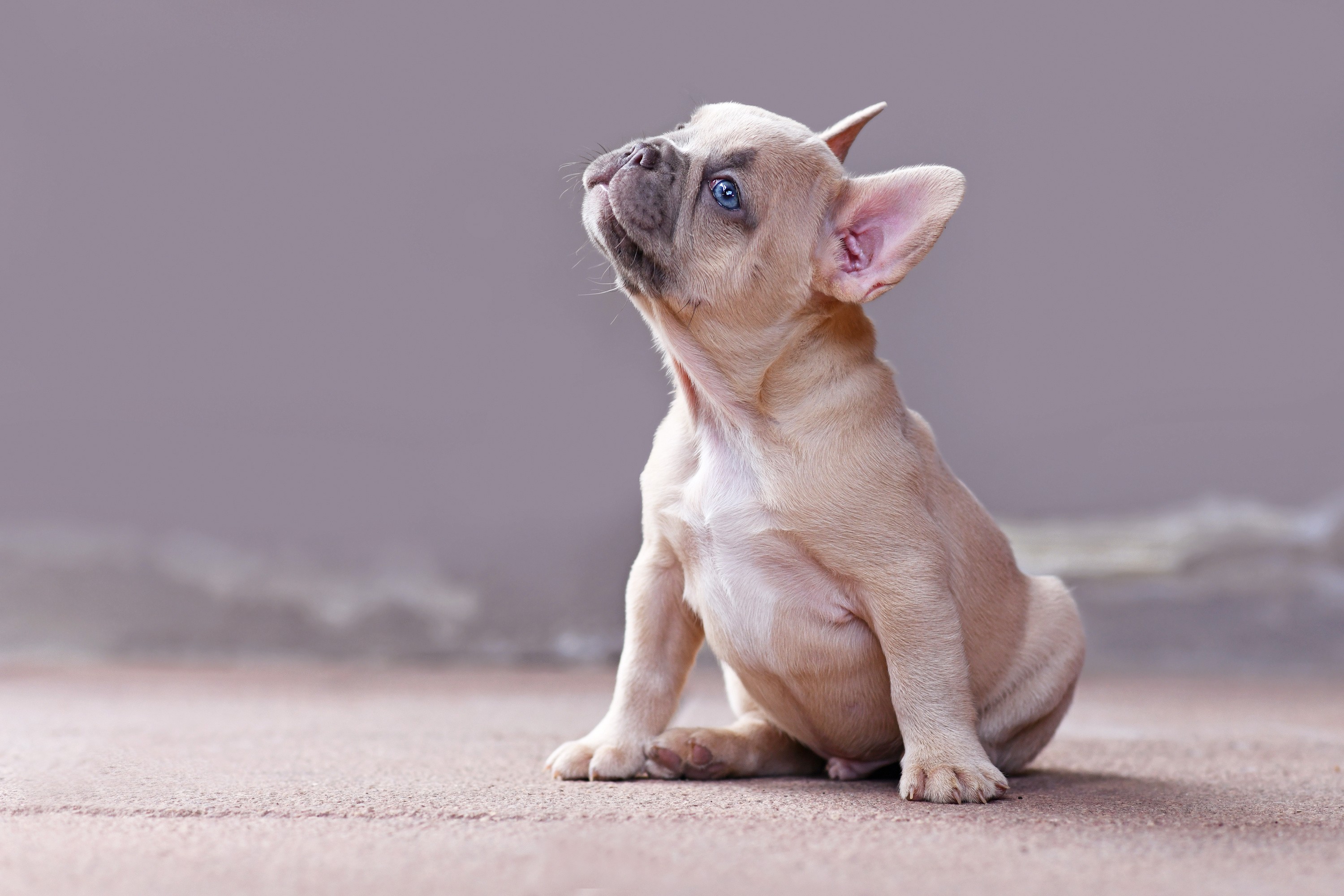 A New Light French Bulldog Puppy from Clearwater French Bulldogs walking around and cutely posing for it's adoption photo