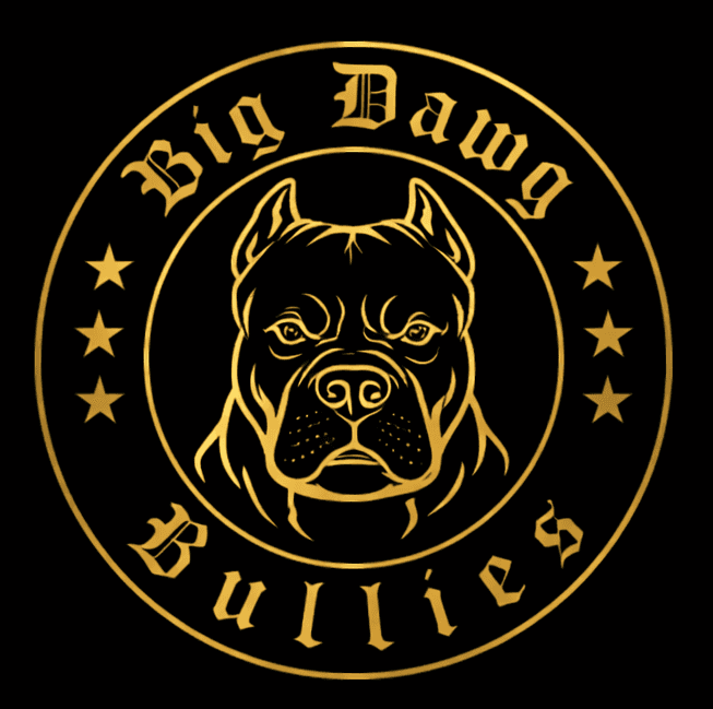 American Bully XL Puppies for Sale