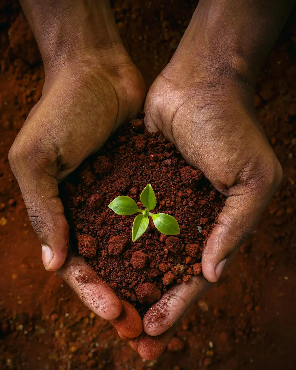 Hands cradling soil with a small green seedling