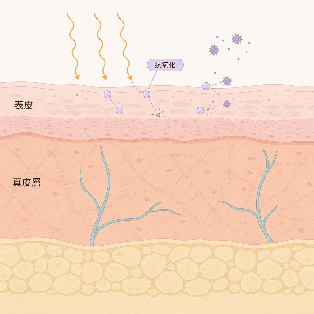 表皮、真皮與抗氧化成分減輕紫外線刺激的過程
