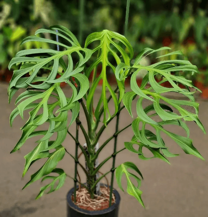 {{Common Name}} houseplant