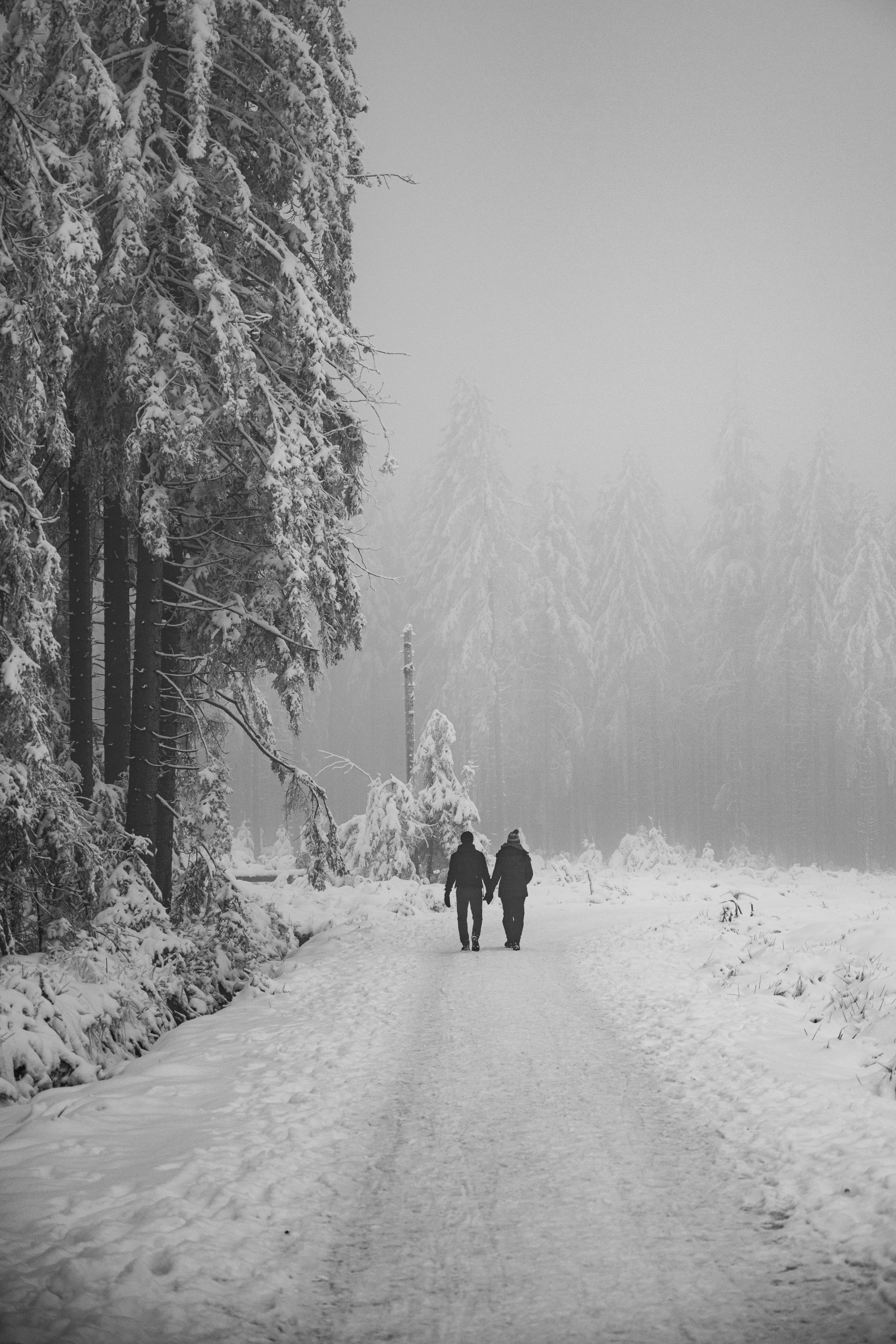 2 black dogs walking on snow covered ground