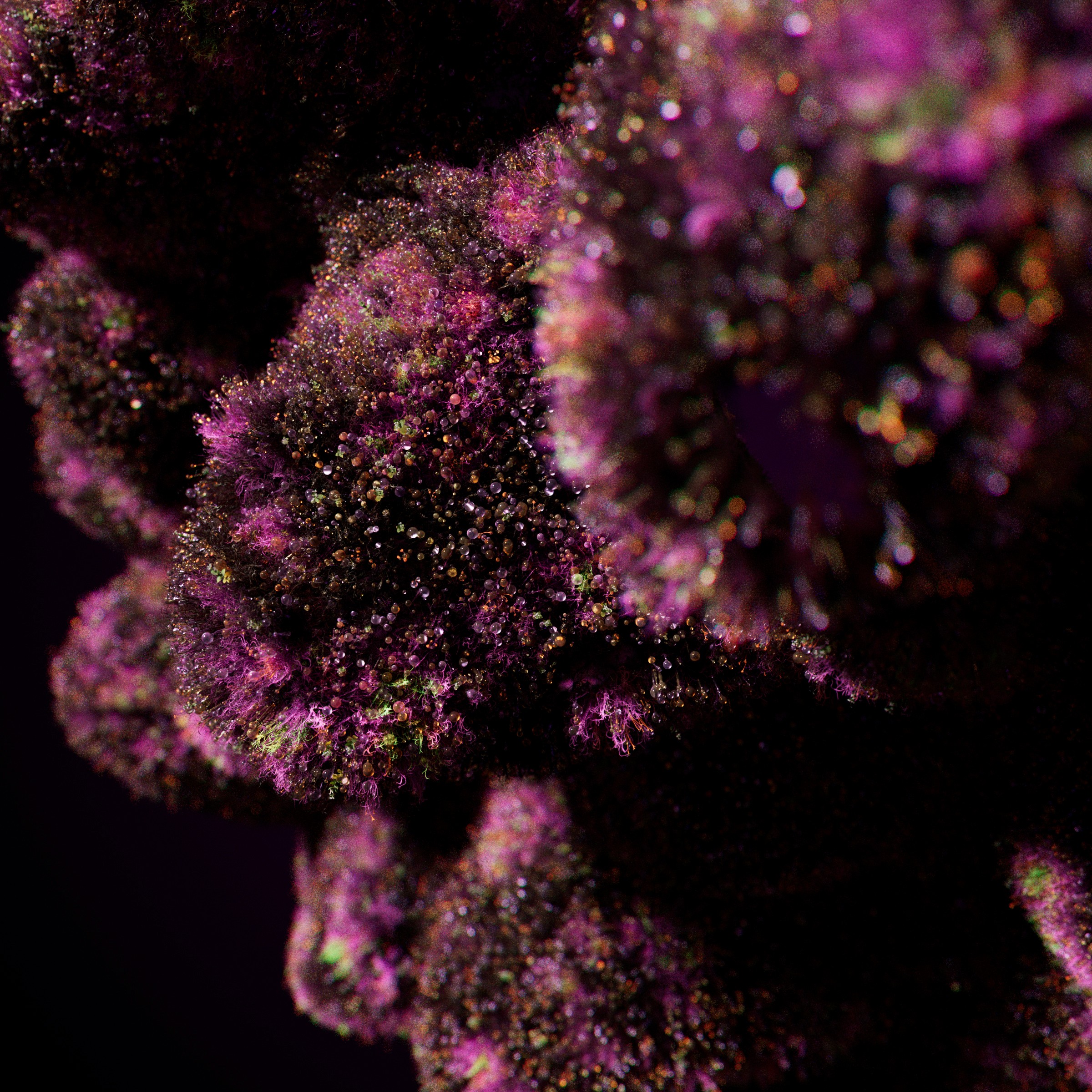 weed.de indica bud tight