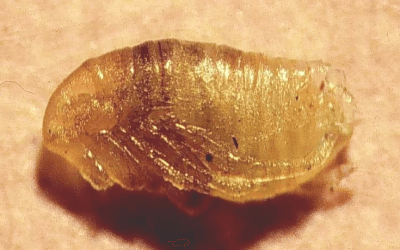 Pupa de pulga