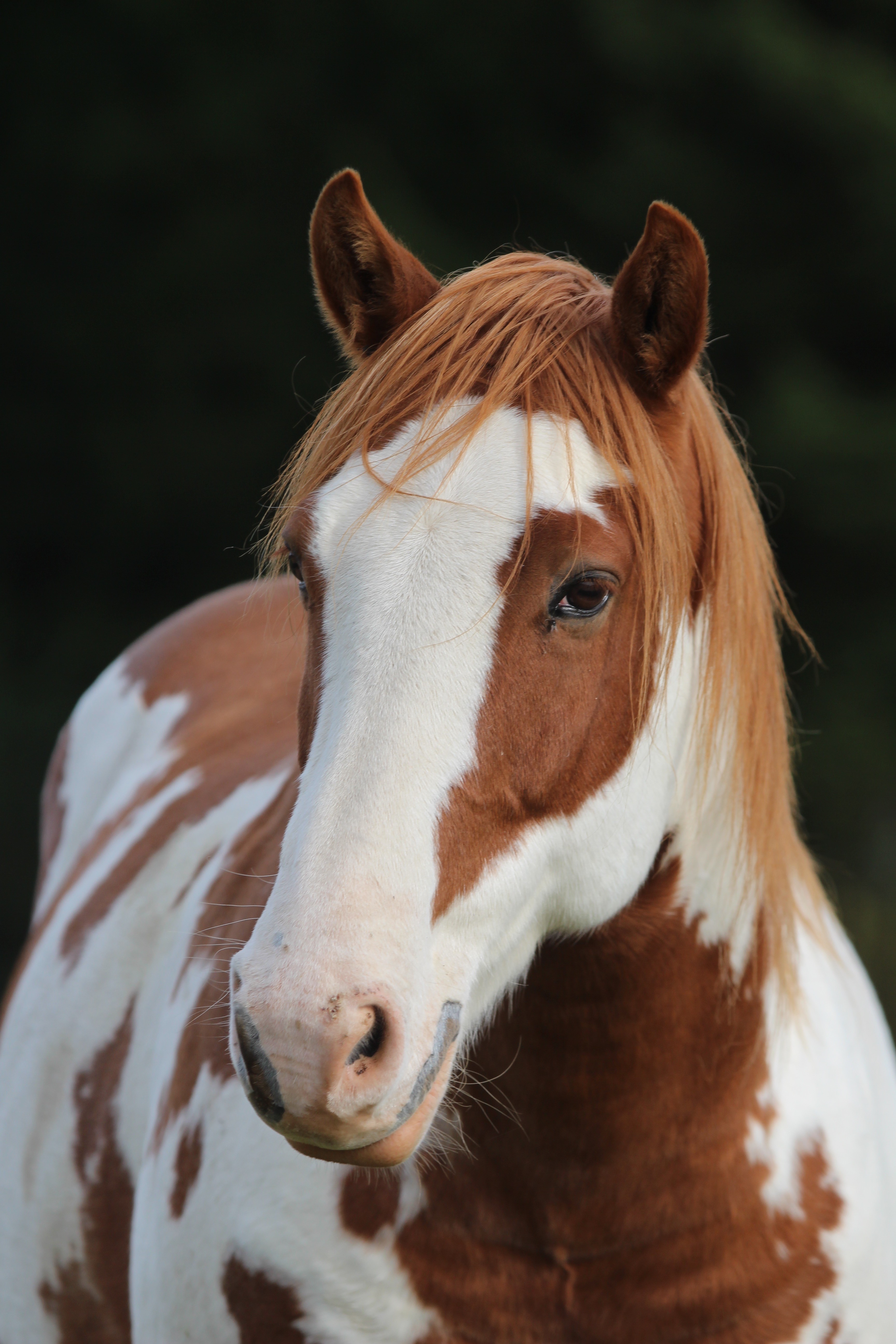 Close-up of a dark green leaf showing its textured surface and central vein against a muted background.