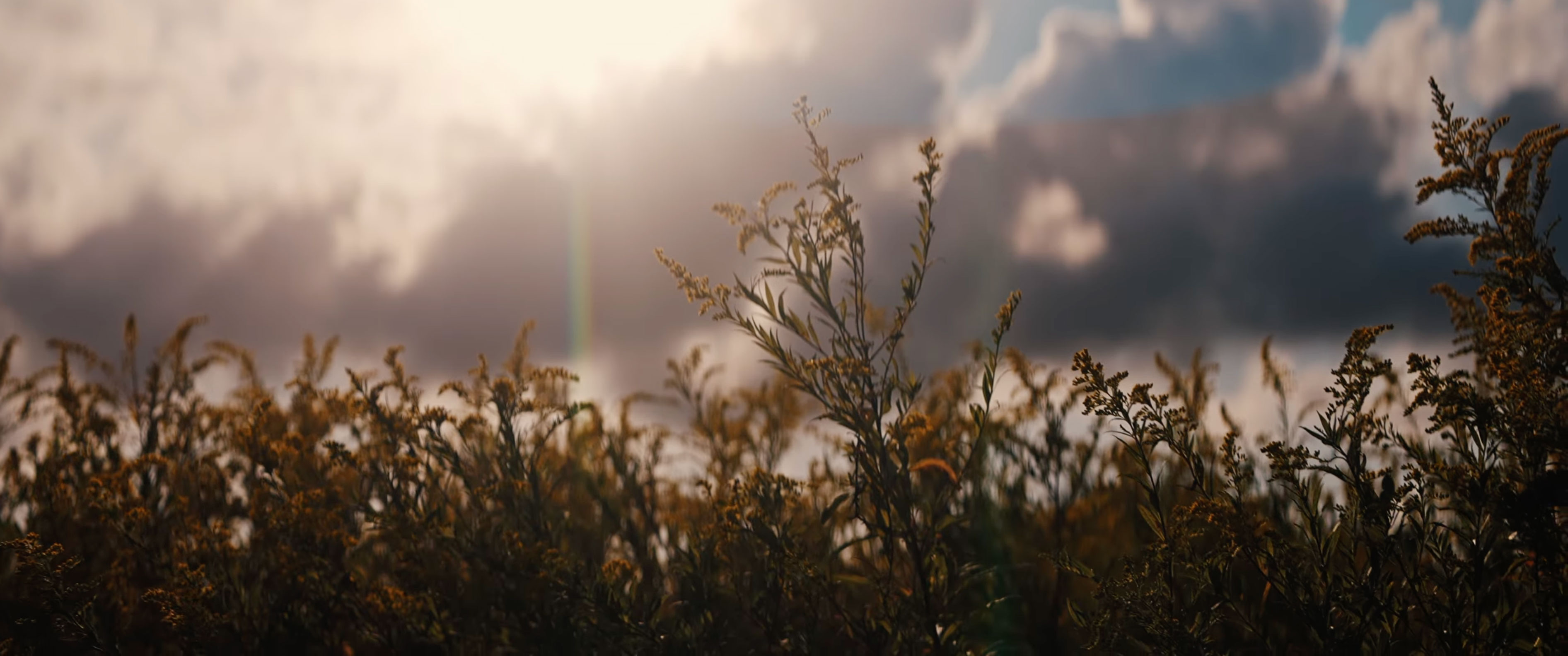 Goldenrod plants silhouetted against clouds and soft evening light in a meadow at Cochesett Preserve.