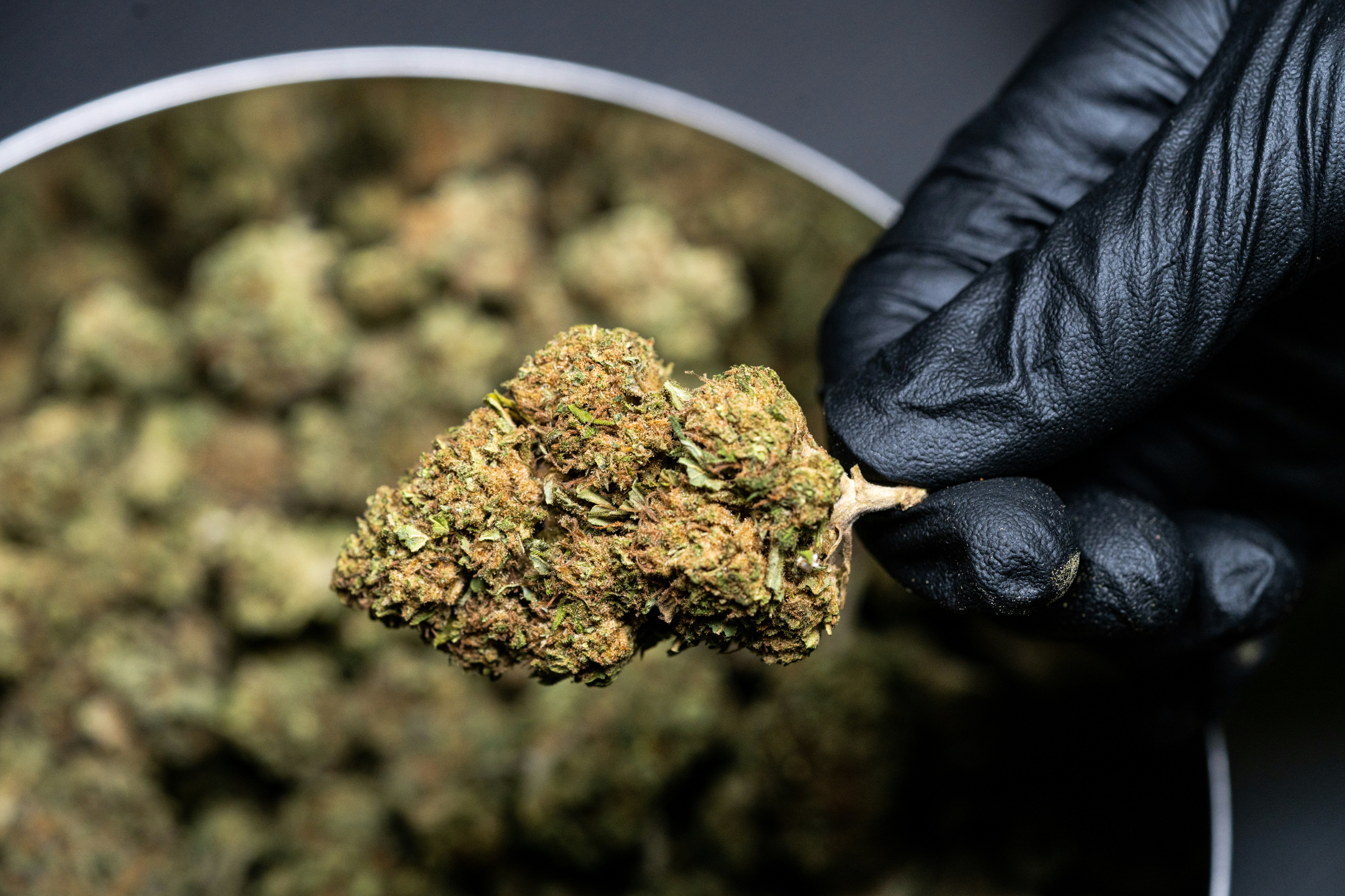 green kush held by a hand with black glove on