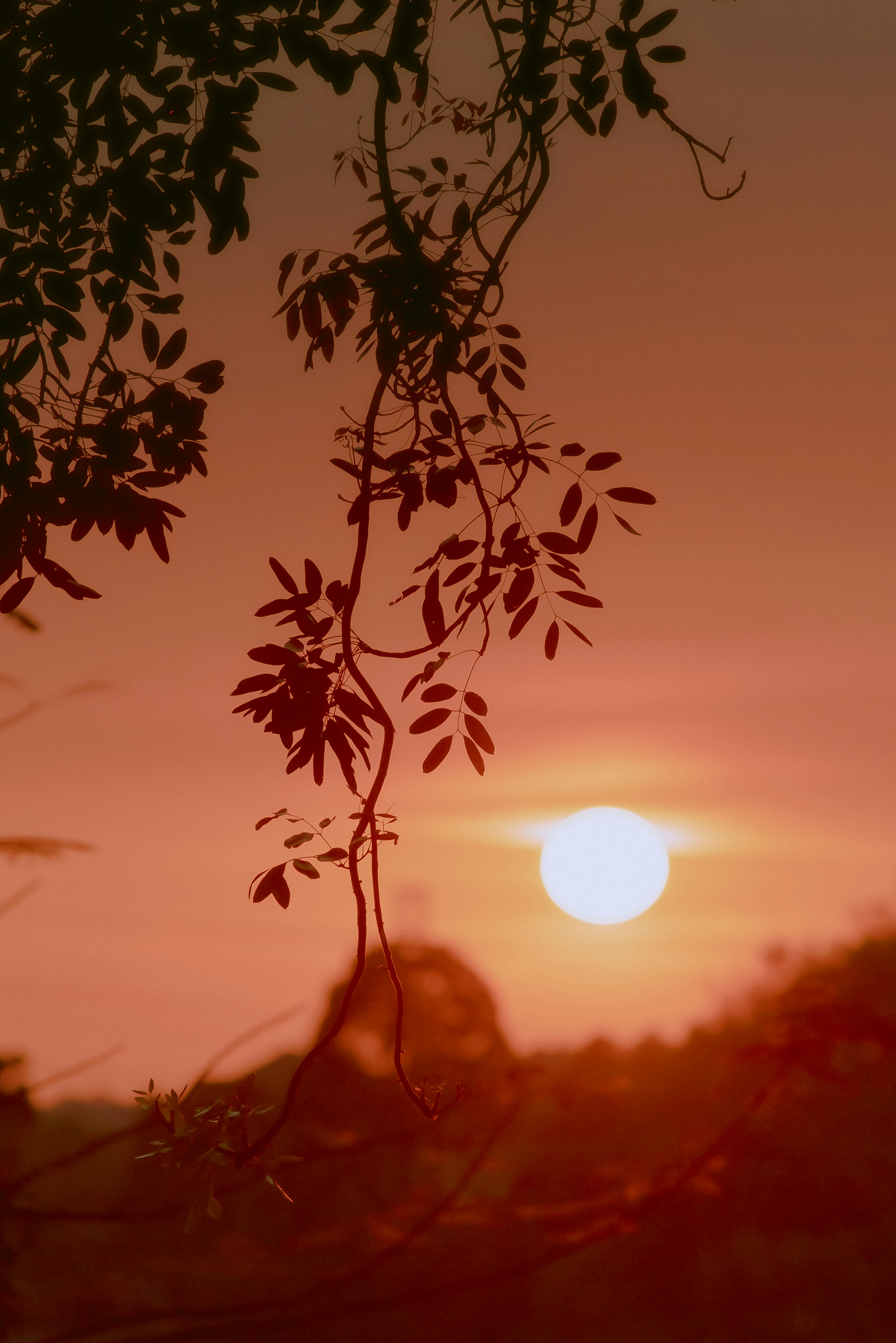 the sun is setting behind a tree branch