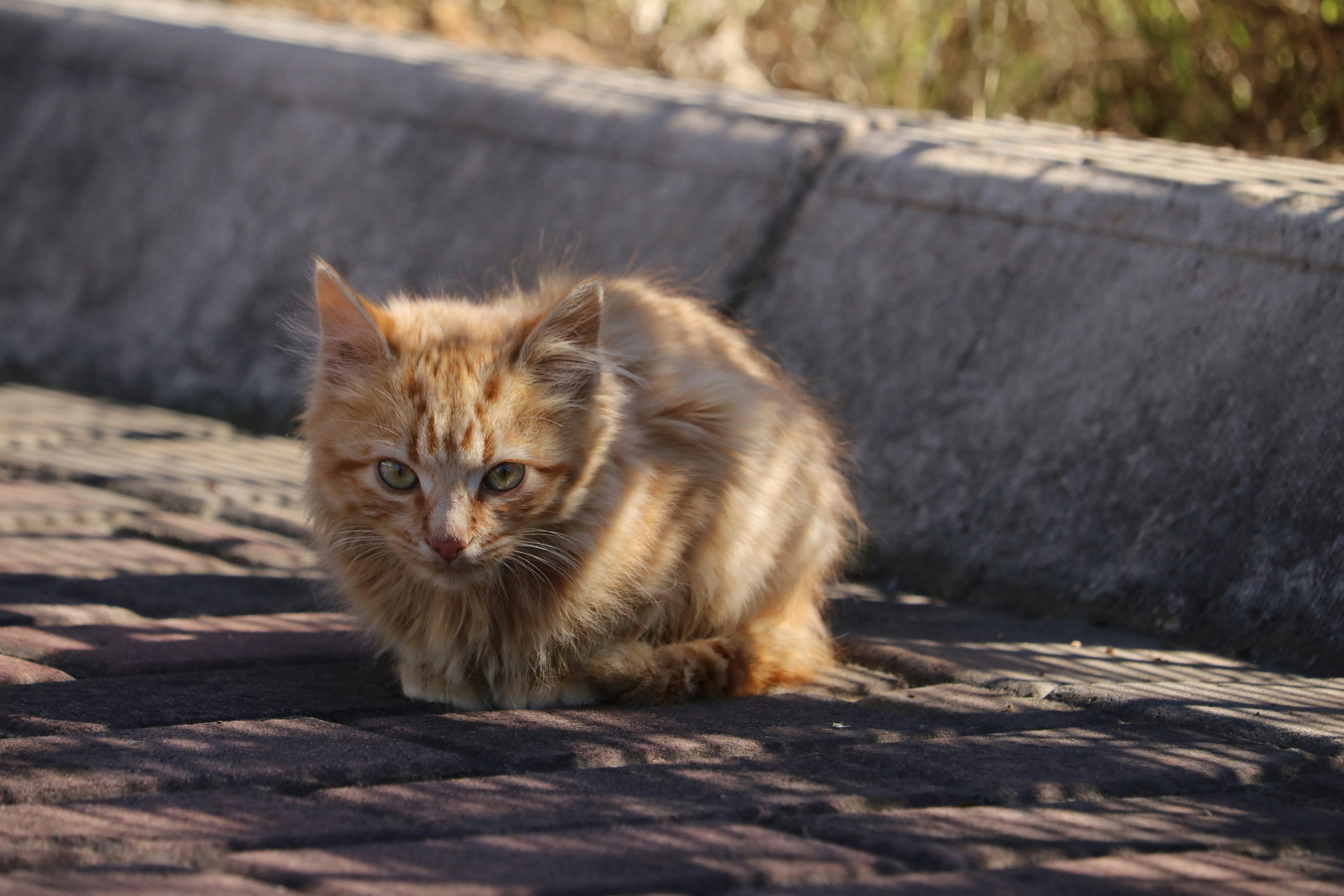 A fluffy orange cat sits on a paved street.