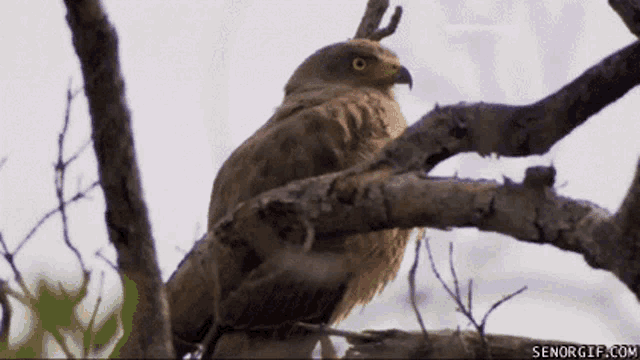 Surprised Large Bird Eagle on Tree Branch