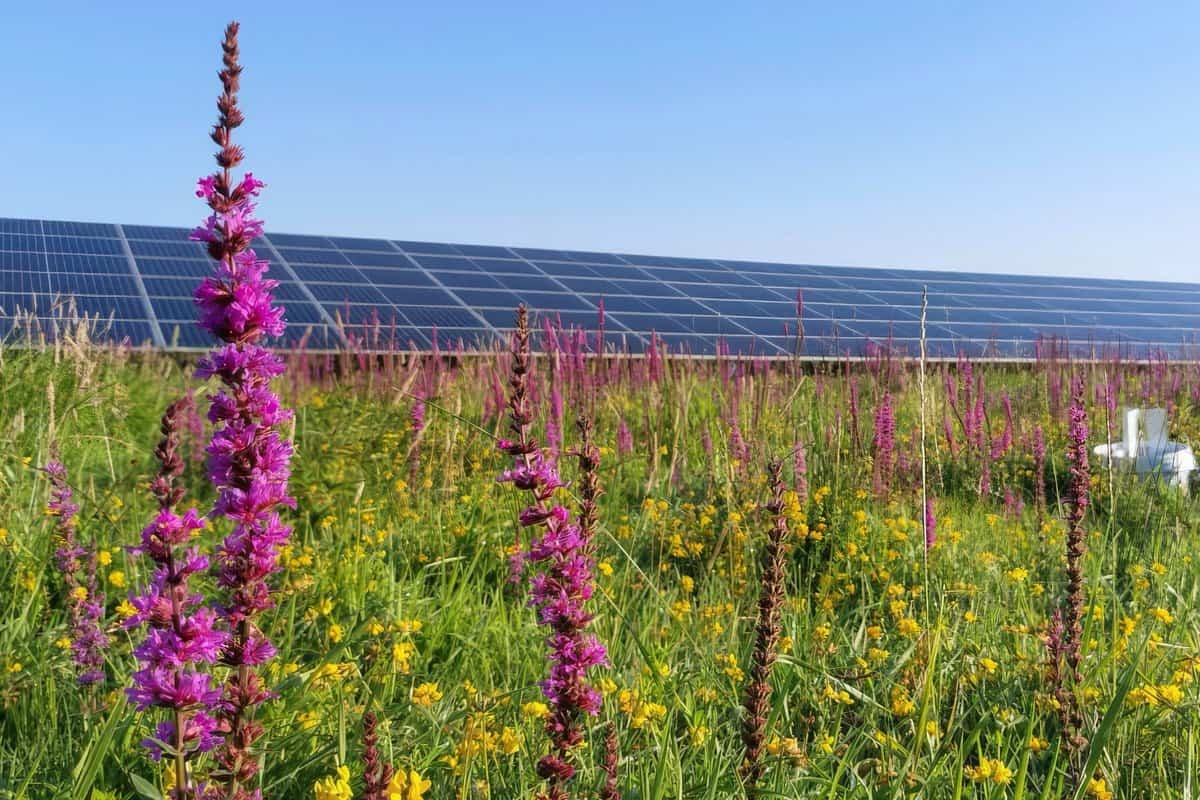 EcoCertified (©Timea Kocsis)