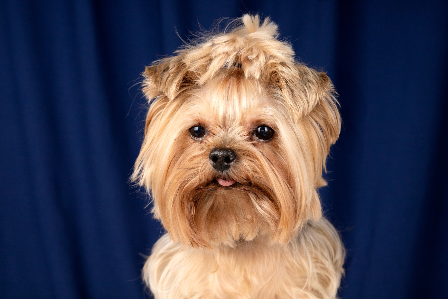 Small dog with a top-knot style dog haircut.