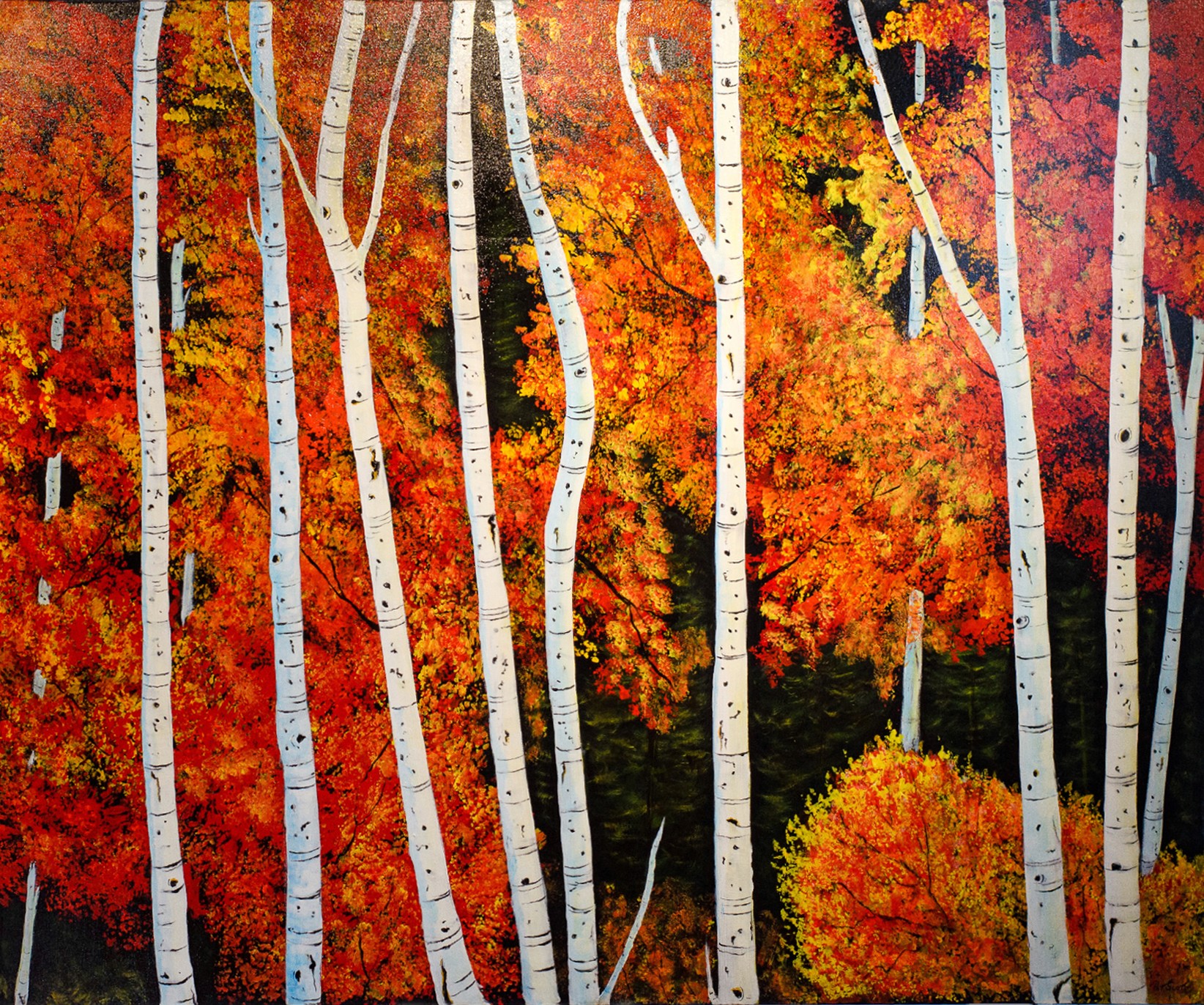 Birch trees pop off the canvas in contrast with the orange, red and yellow foliage that fills the background.