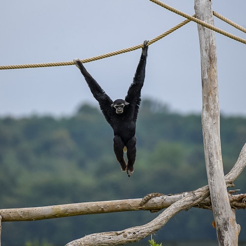 Reserva Safari Lumigny & Terre de Singes: Ingressos de entrada em Lumigny Nesles Ormeaux