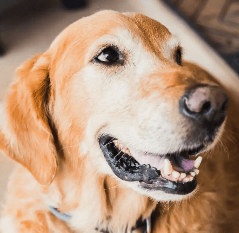 selective focus photo of golden retriever dog