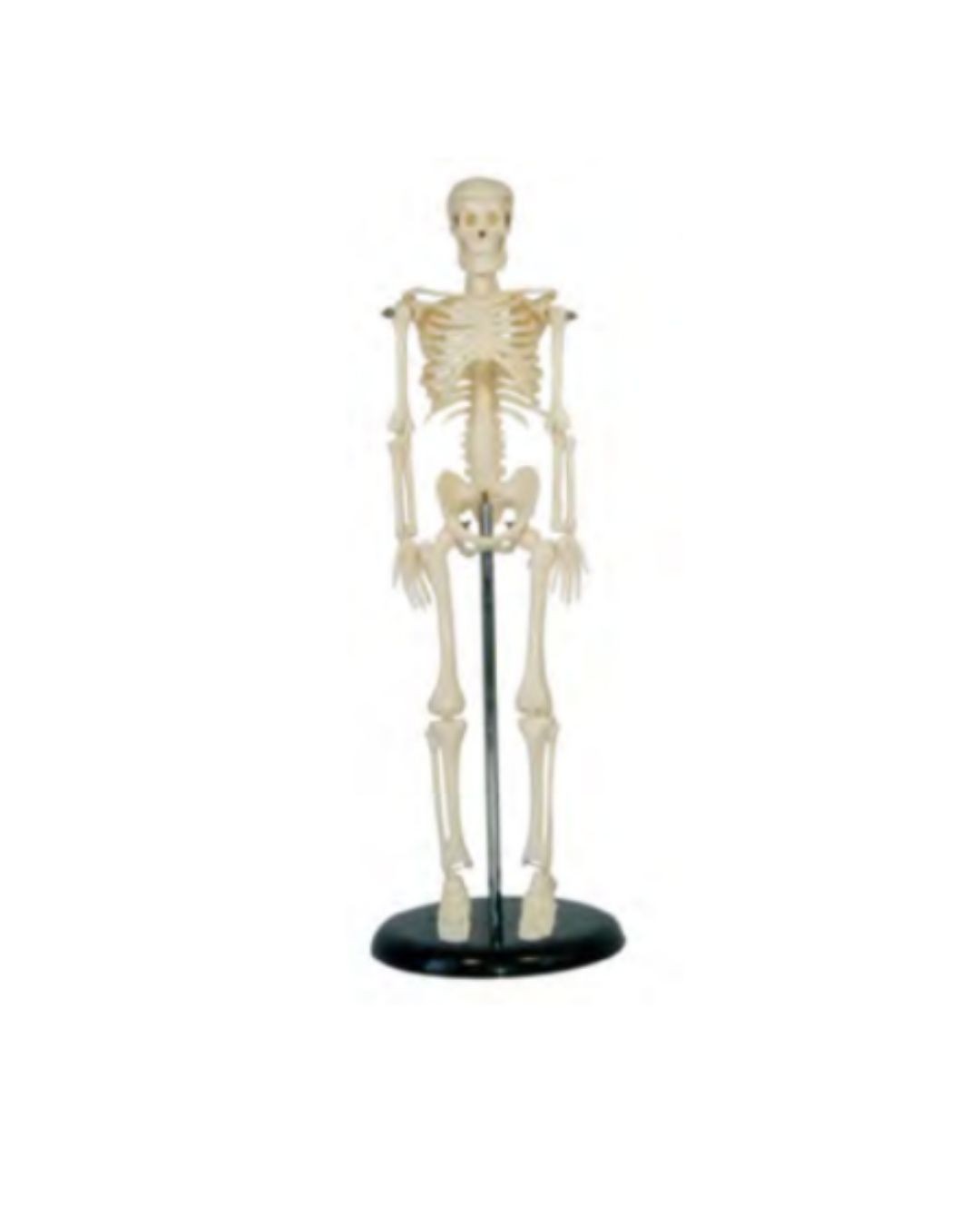 Human Skeleton 45cm