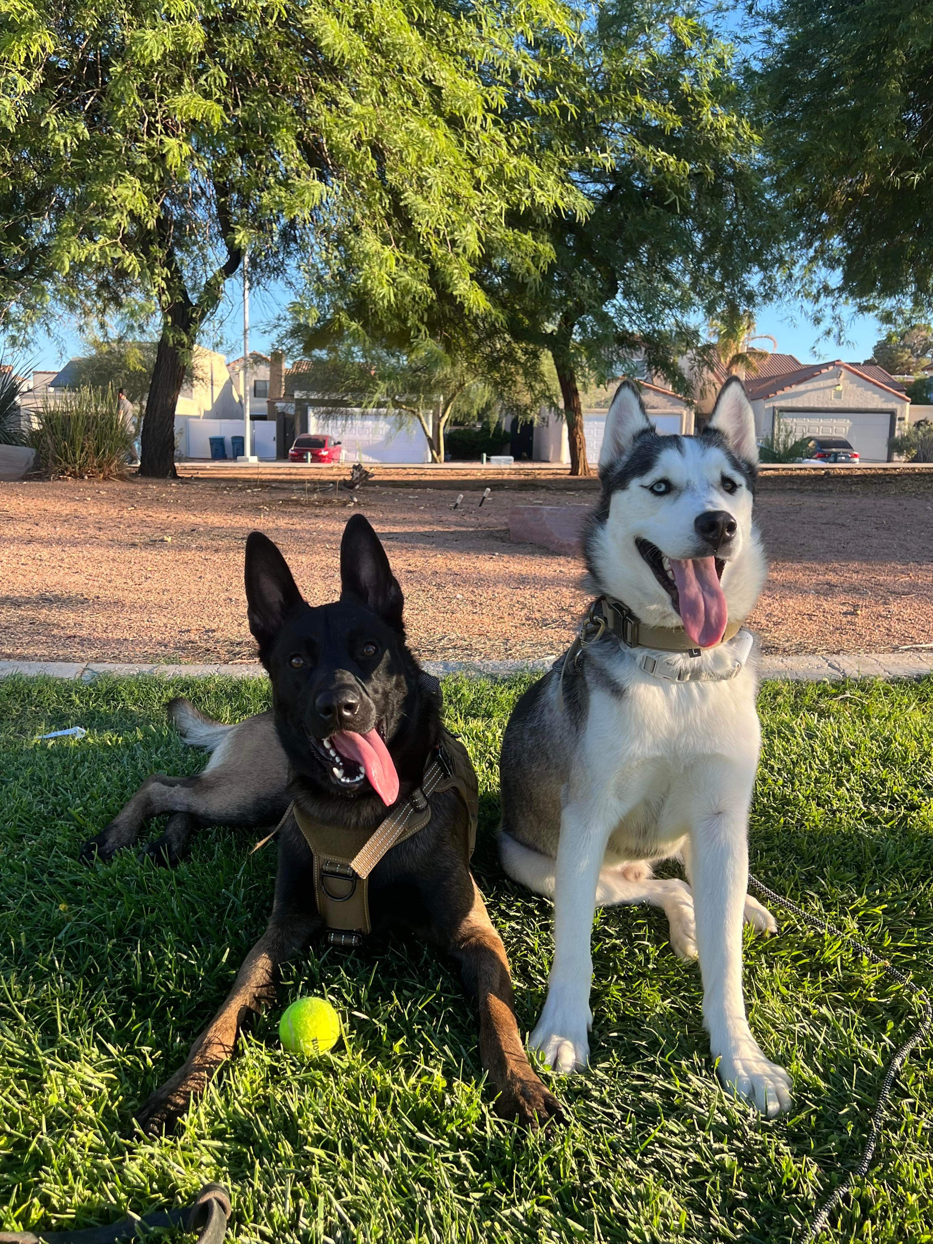My two dogs in the park