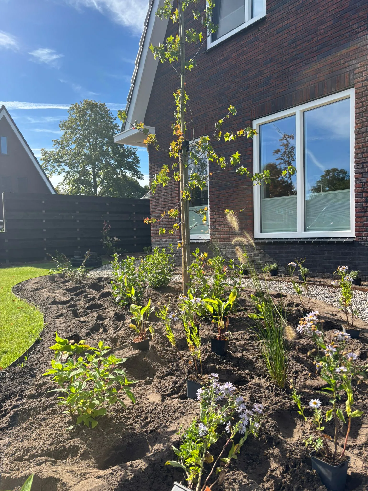 Jonge beplanting en een jonge boom in een nieuw aangelegde border naast een vrijstaande woning met donkere gevel en witte kozijnen.
