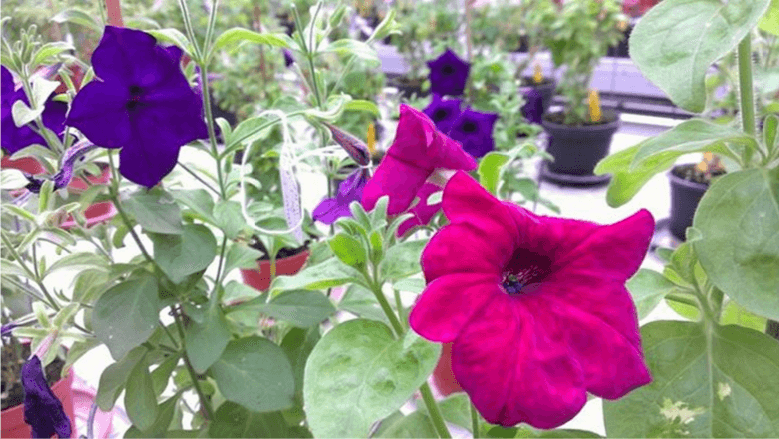 Blue, pink, or do you fancy both colors in the same flower? Image source: RevBio.