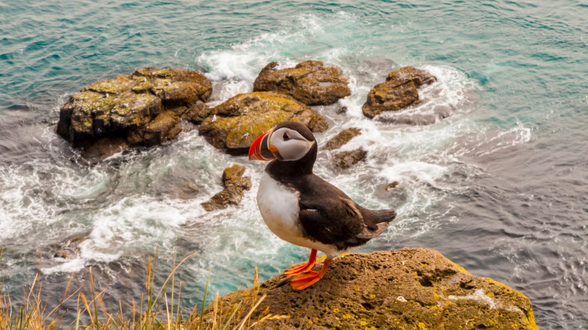 puffin in iceland