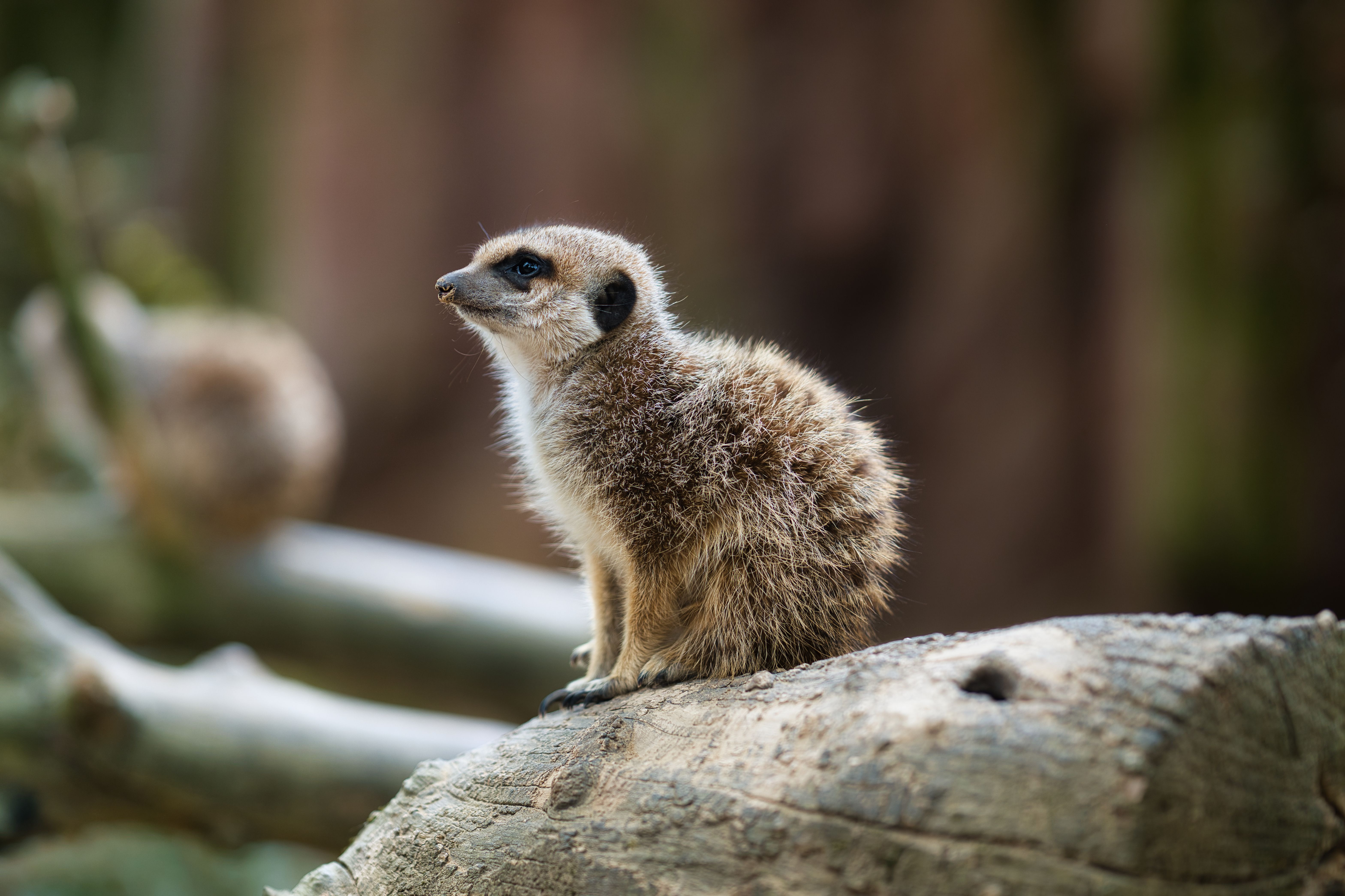 Omslagbeeld: professionele dierenfotografie met focus op karakter — Rubsols Fotografie