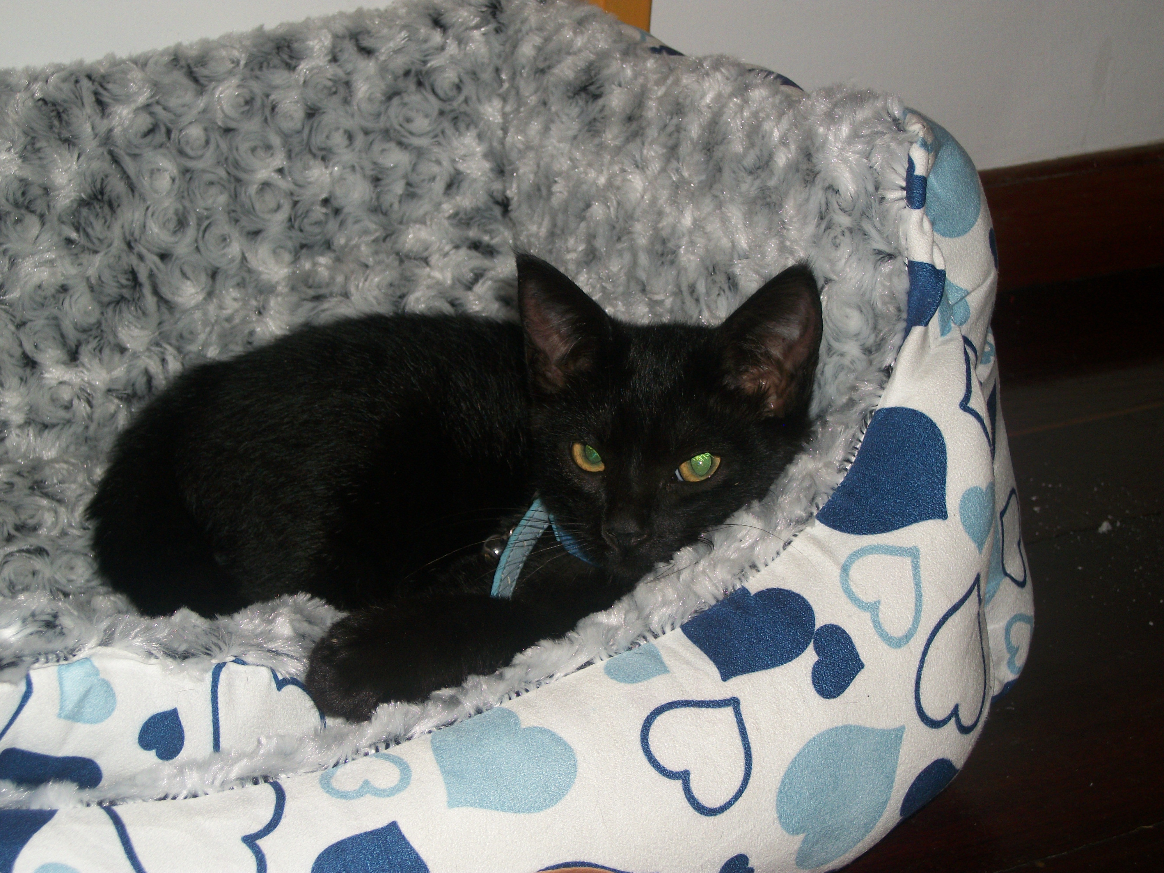 a cat in her bed