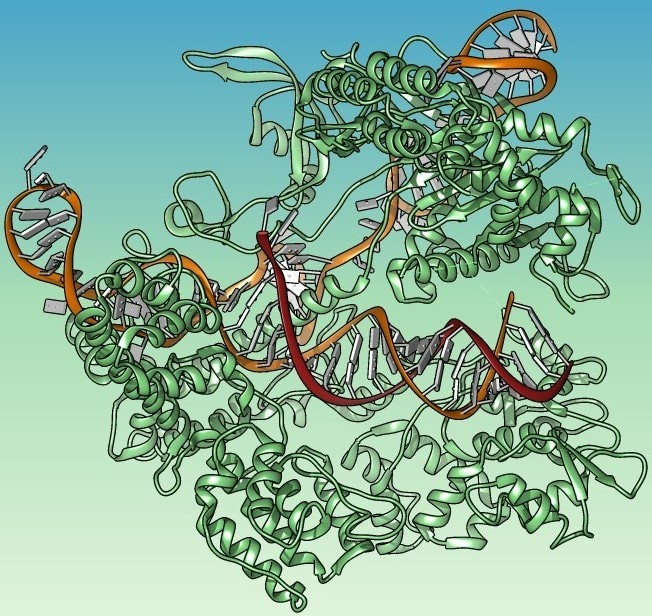 Cas9