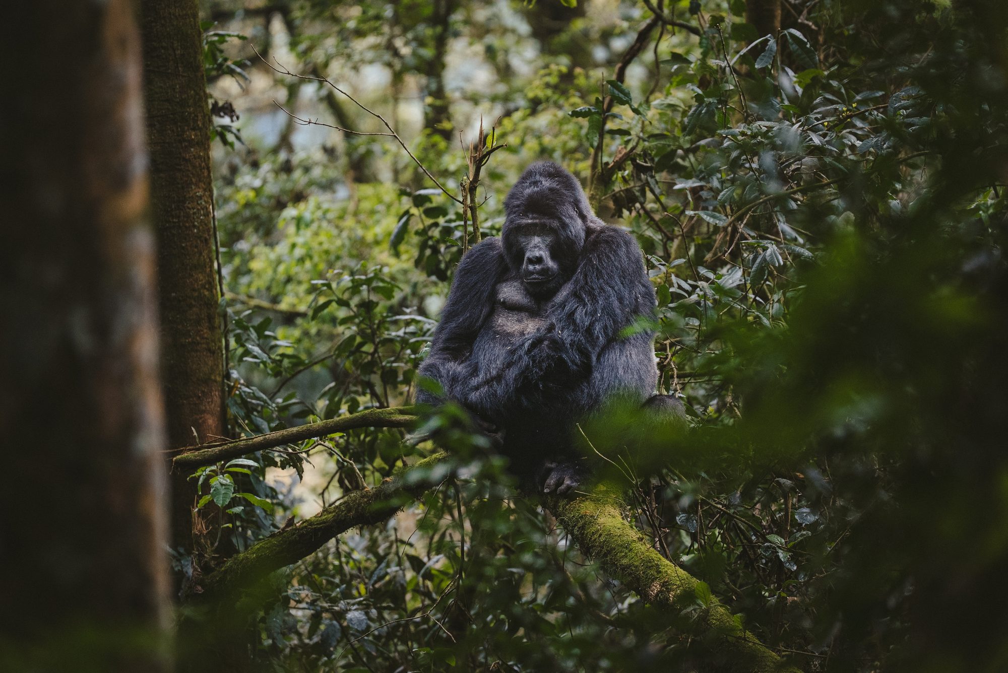 A mountain gorilla sits on a moss-covered branch in dense green forest in Uganda.