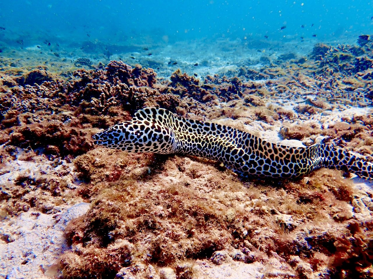 Moray Eel at Daymaniat Islands