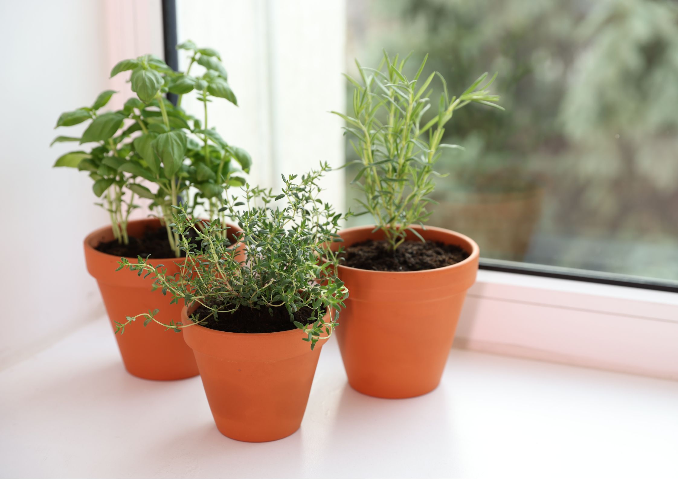 Lavender and rosemary to fragrance home spaces
