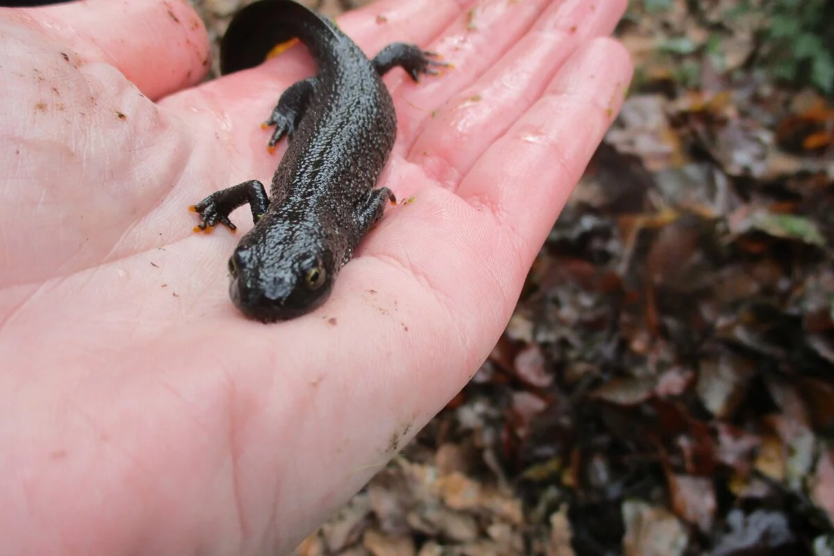 Kamsalamander