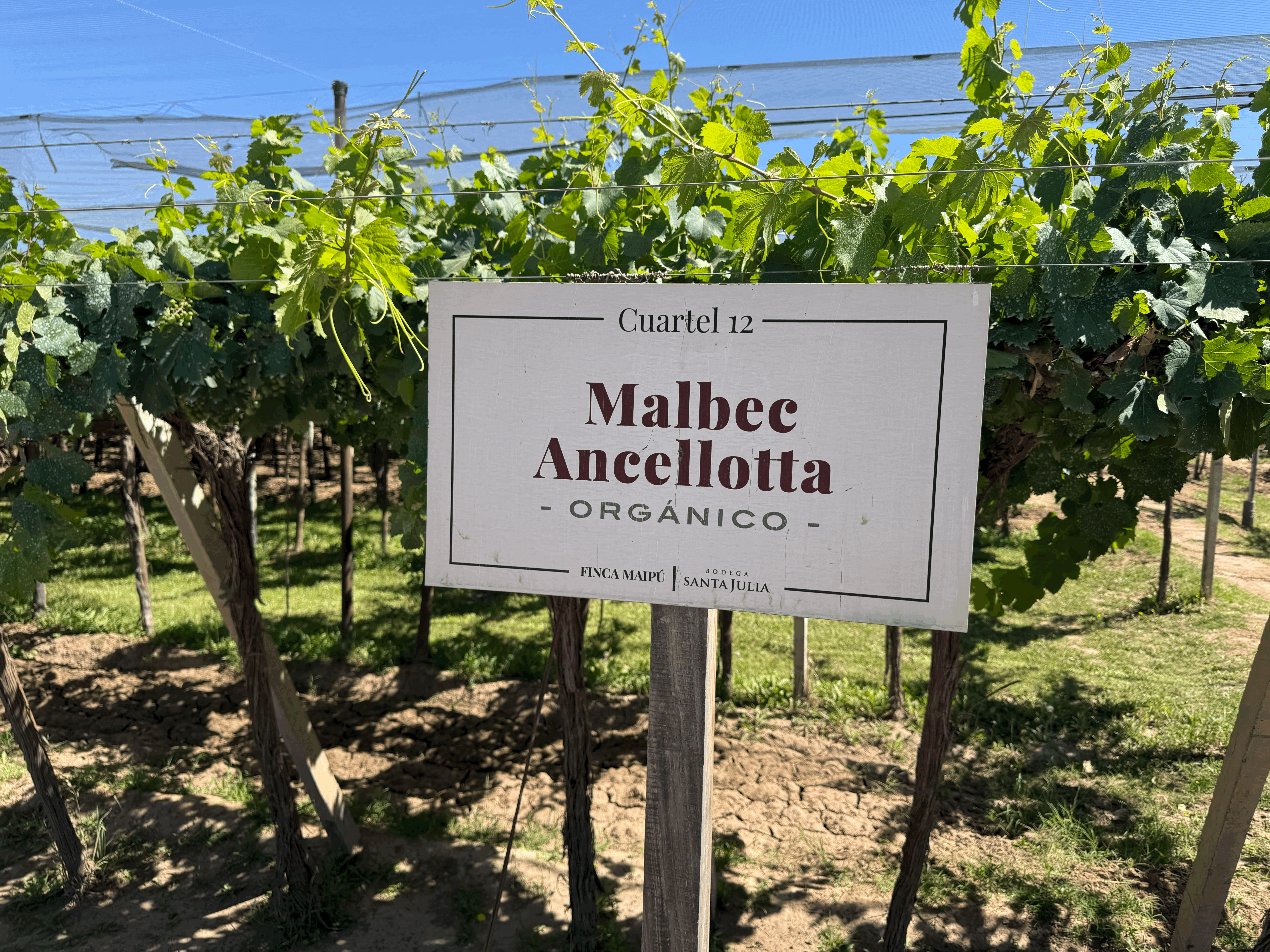 Nearly 400 hectares, 1000 acres, of organic grape production and a natural wine making facility under construction