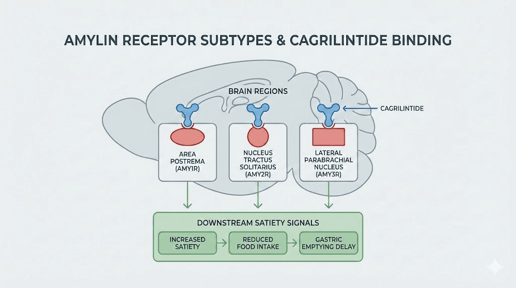 How cagrilintide binds to amylin receptors in the brain