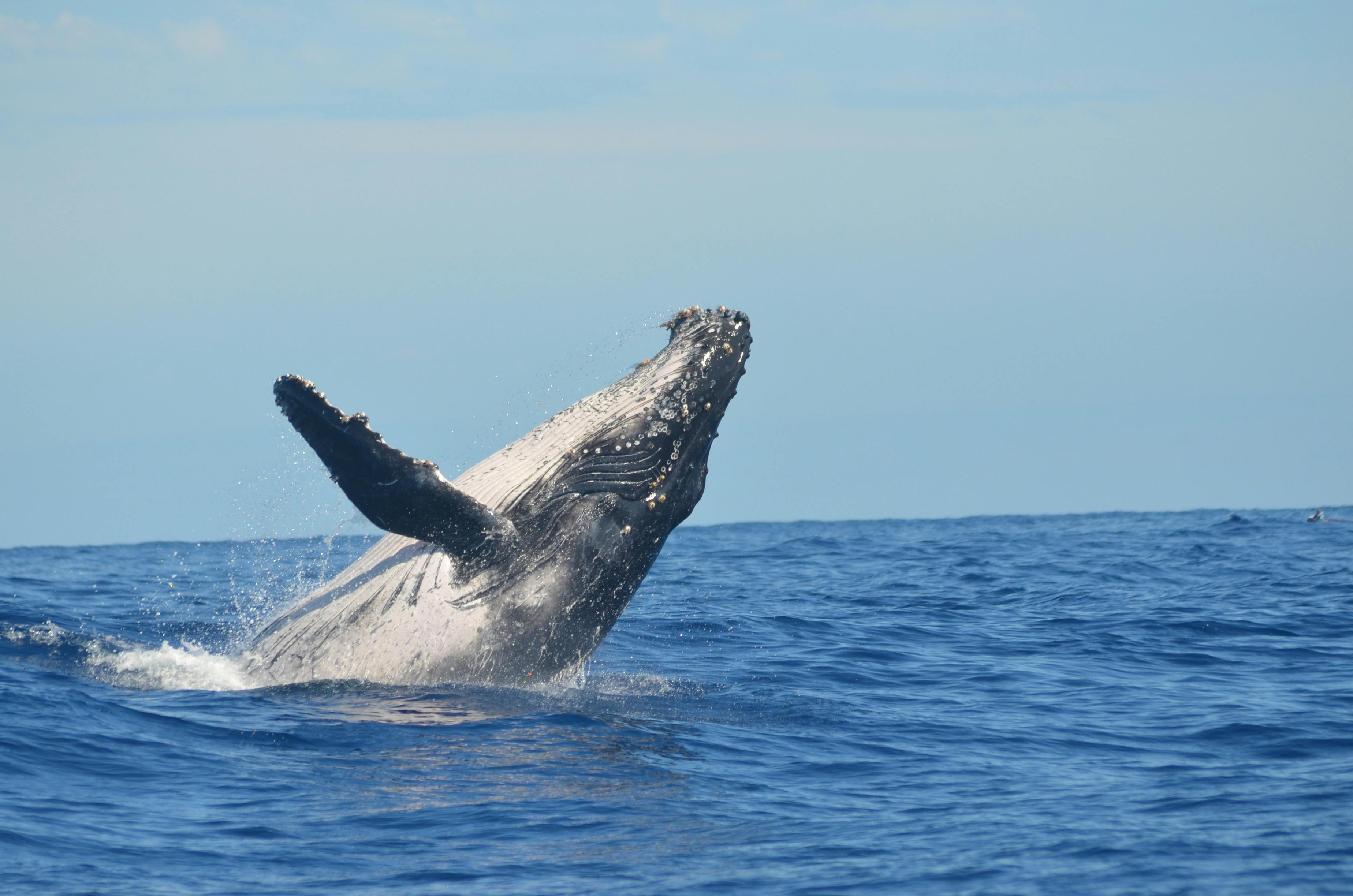 A large humpback whale breaching out of the ocean in the Salish Sea, spotted while land-based whale watching in BC.