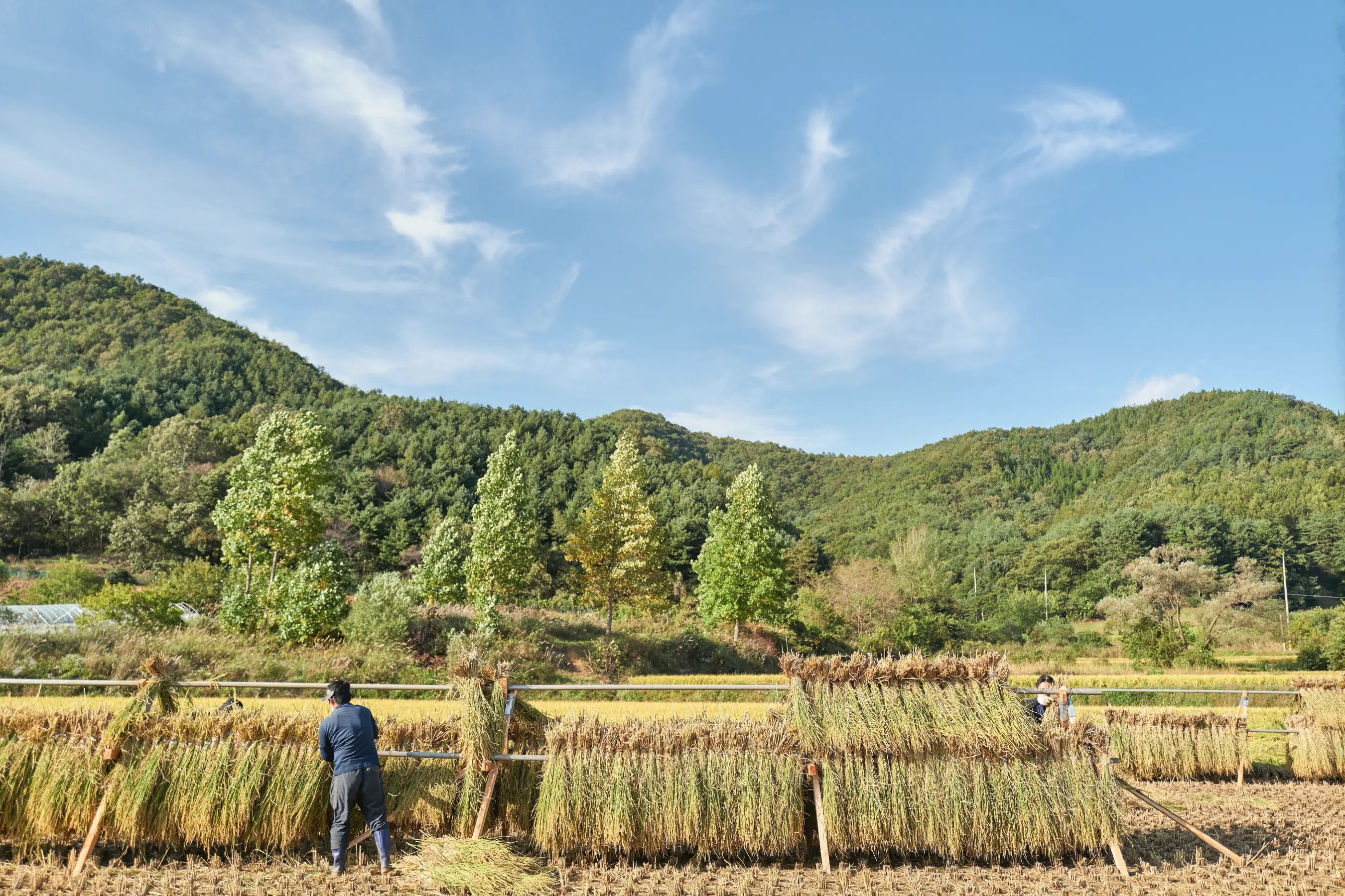documentary landscape photographs illustrates the traditional autumn rice harvest and natural drying process in the South Korean countryside. Under a clear blue sky, harvested rice stalks are neatly hung on wooden and metal racks, known as geonwadae, across the cut paddy fields to dry naturally under the sun and wind. Farmers are seen working in the fields, utilizing traditional manual labor alongside agricultural machinery like power tillers and combine harvesters. The background features rolling green mountains and rustic rural houses, capturing a wholesome, authentic scene of sustainable Korean agriculture and rural lifestyle during the harvest season.