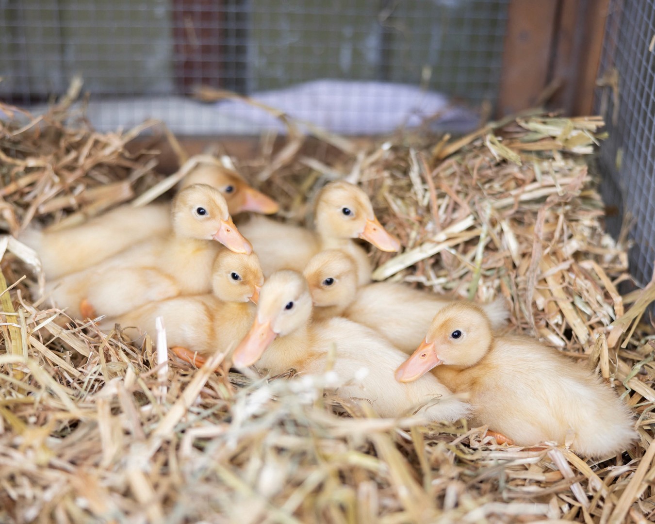 Ducklings huddled together in straw