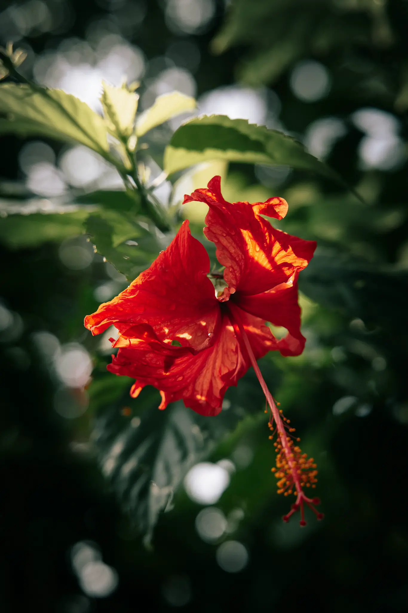 Leuchtend rote Hibiskusblüte in tropischer Umgebung – Naturdetail im Kelapa Retreat & Spa Resort, Bali