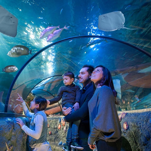 Eine vierköpfige Familie beobachtet das Meeresleben durch einen Unterwassertunnel in einem Aquarium, umgeben von verschiedenen Fischen und Rochen.