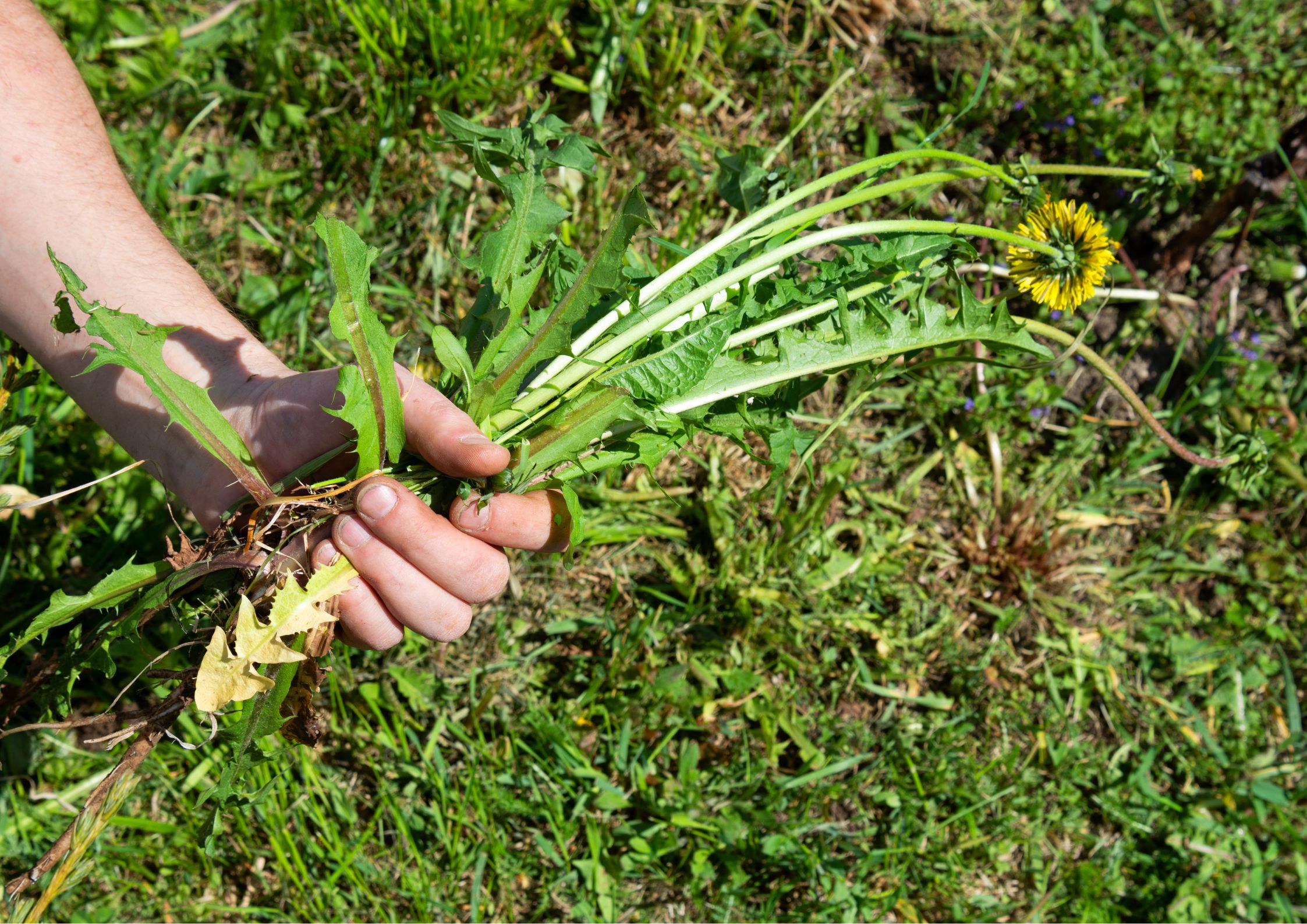 Watering and fertilising the lawn before winter