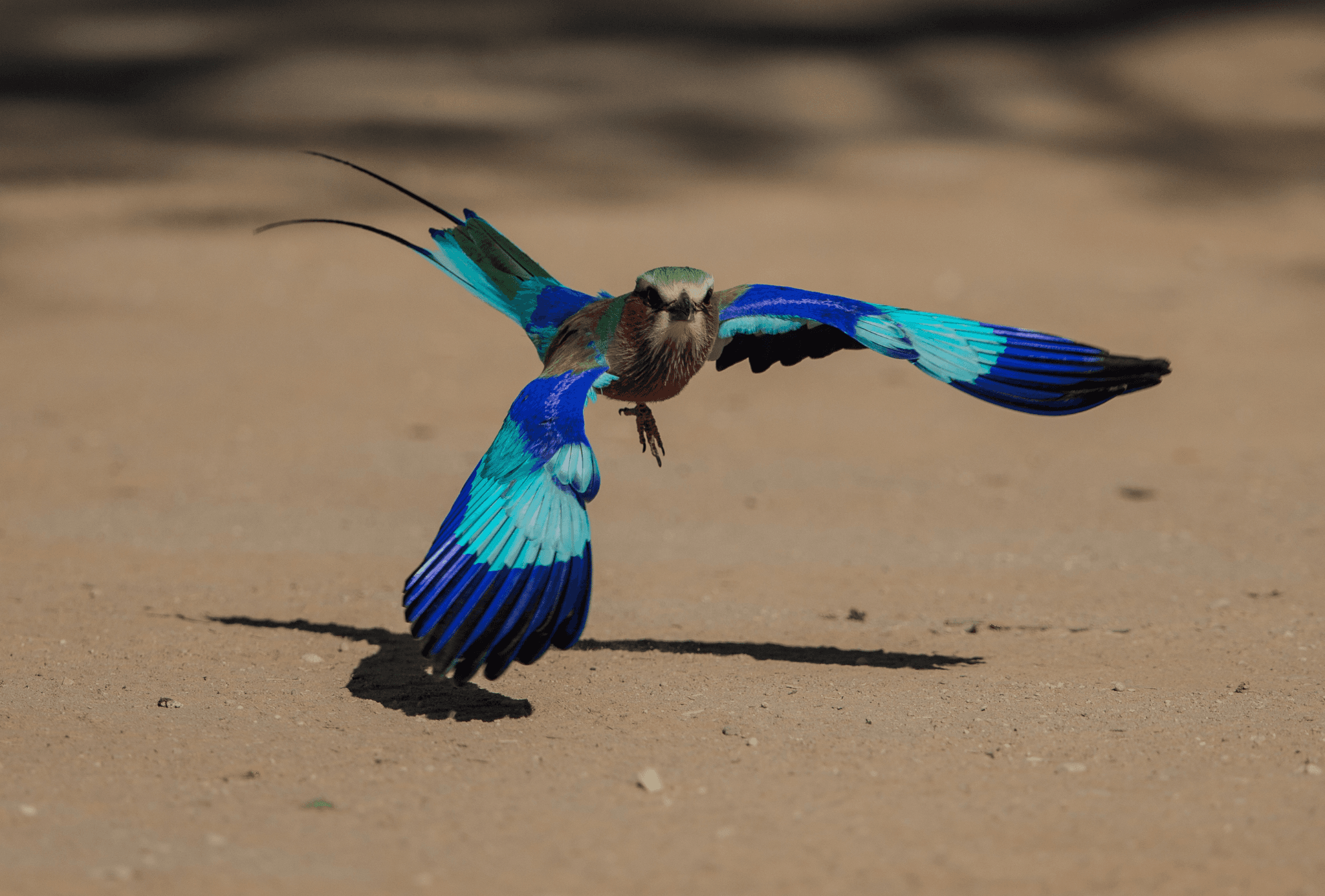 A vibrant lilac-breasted roller bird with striking blue and green feathers is captured mid-flight against a sandy background, showcasing its colorful plumage.