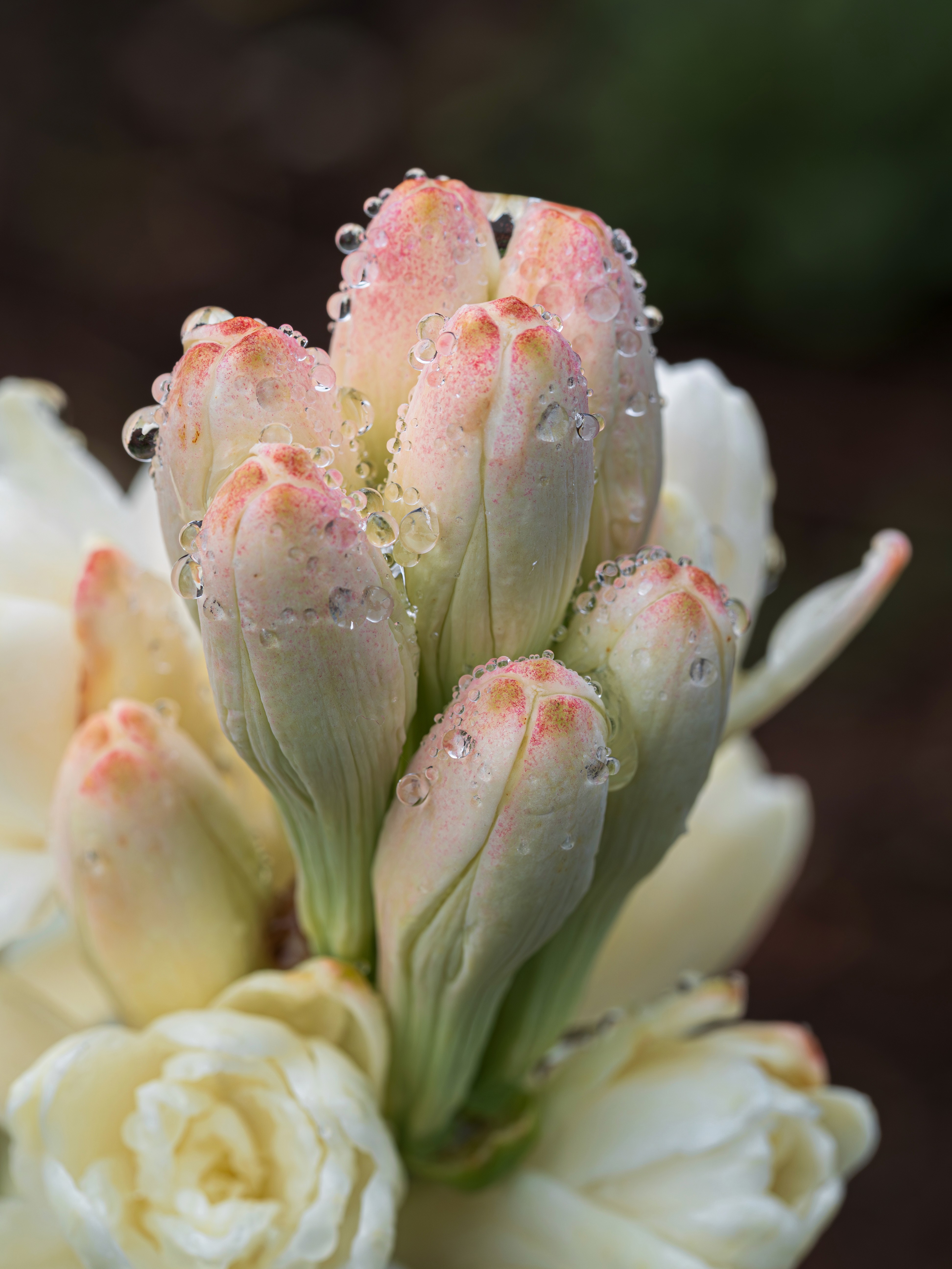 A close-up of tuberose flowers and buds covered in dew.