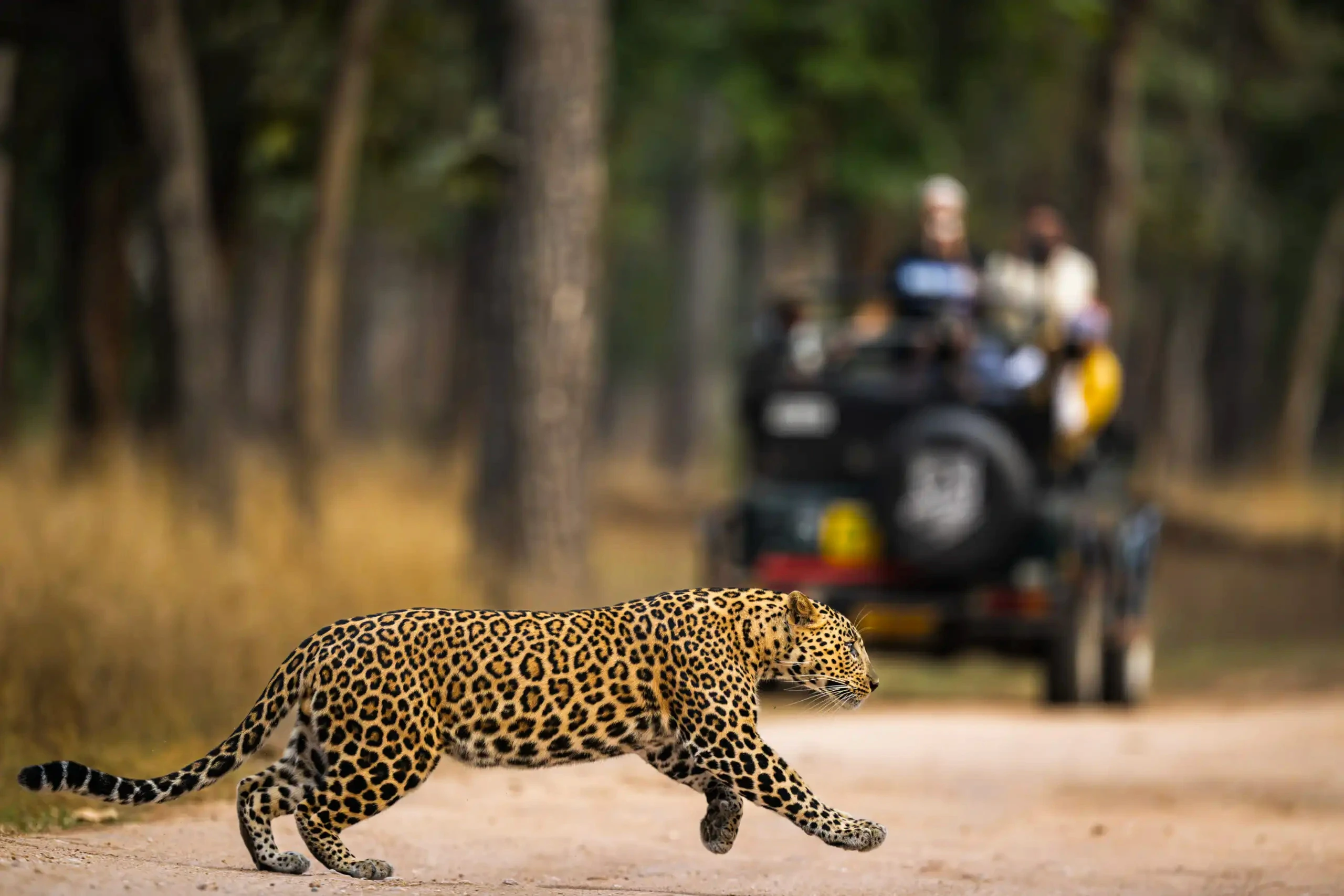 Leopard crossing safari track
