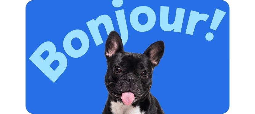 A black French Bulldog with tongue out sits against a bright blue background with the word "Bonjour!" displayed above in large light blue text.