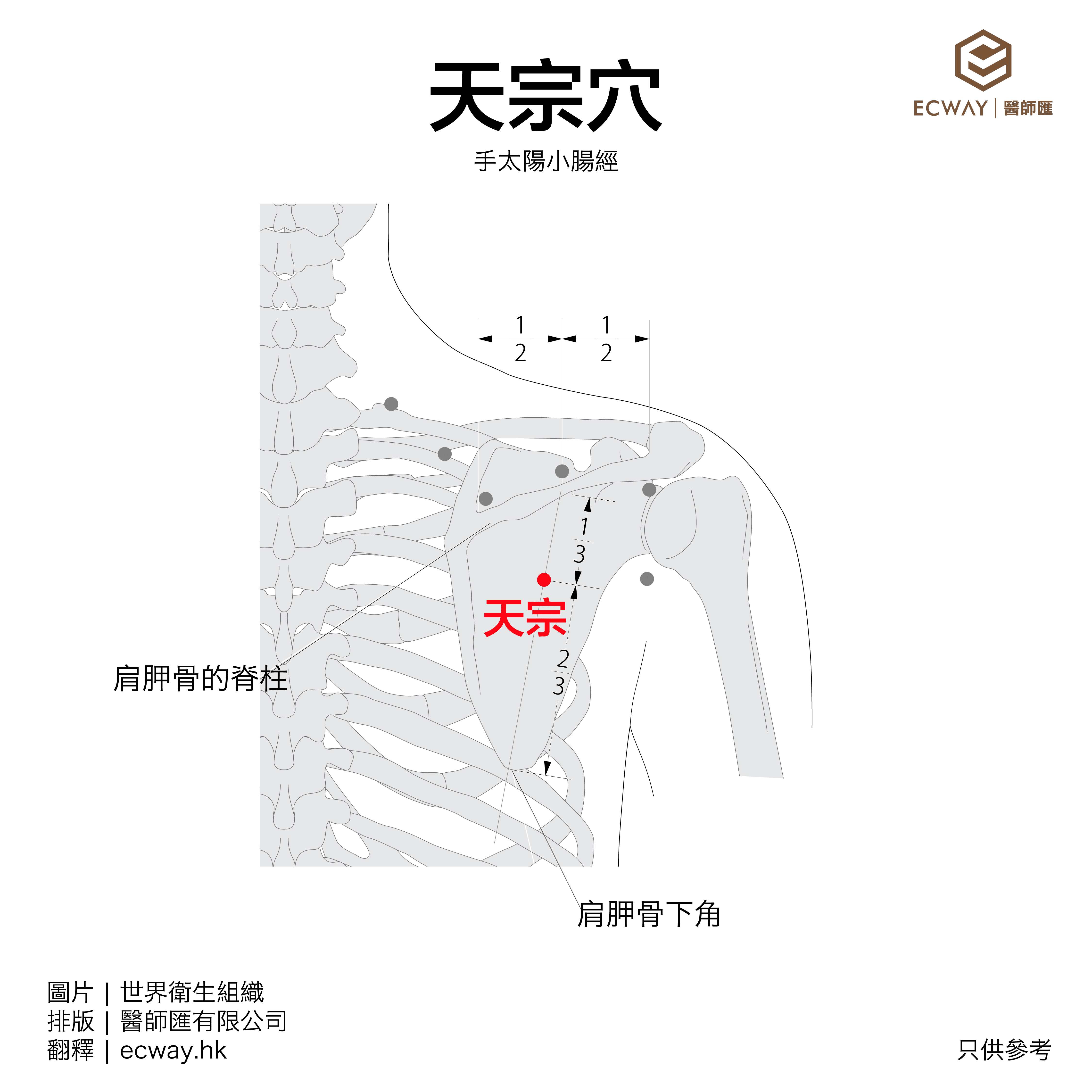 天宗穴