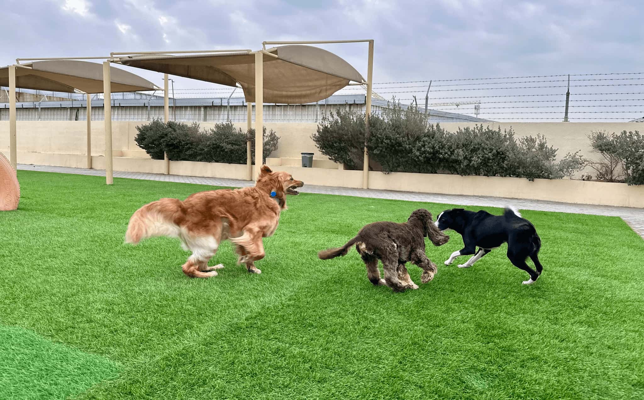 The dogs are chasing each other and running on the green grass. 