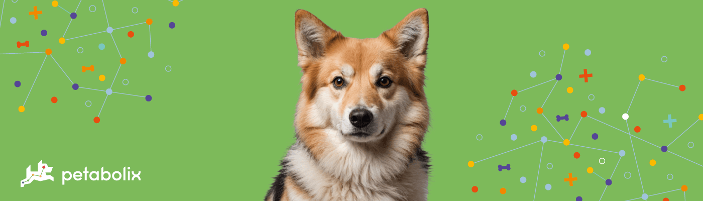 Icelandic Sheepdog image