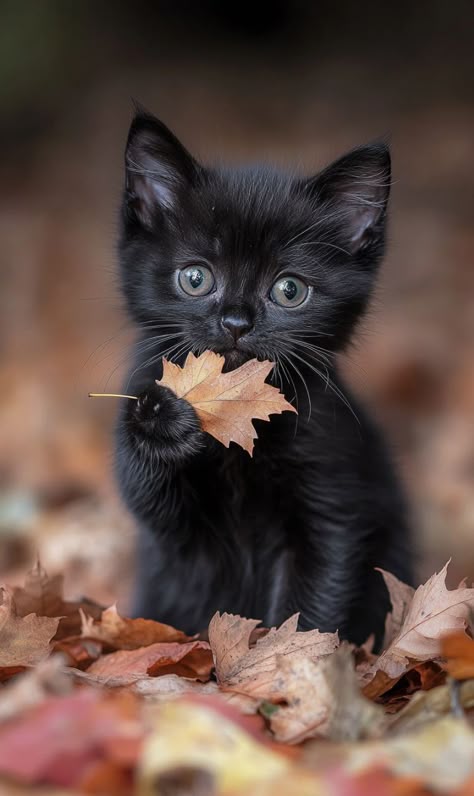 Goran Babarogic Product UX Designer