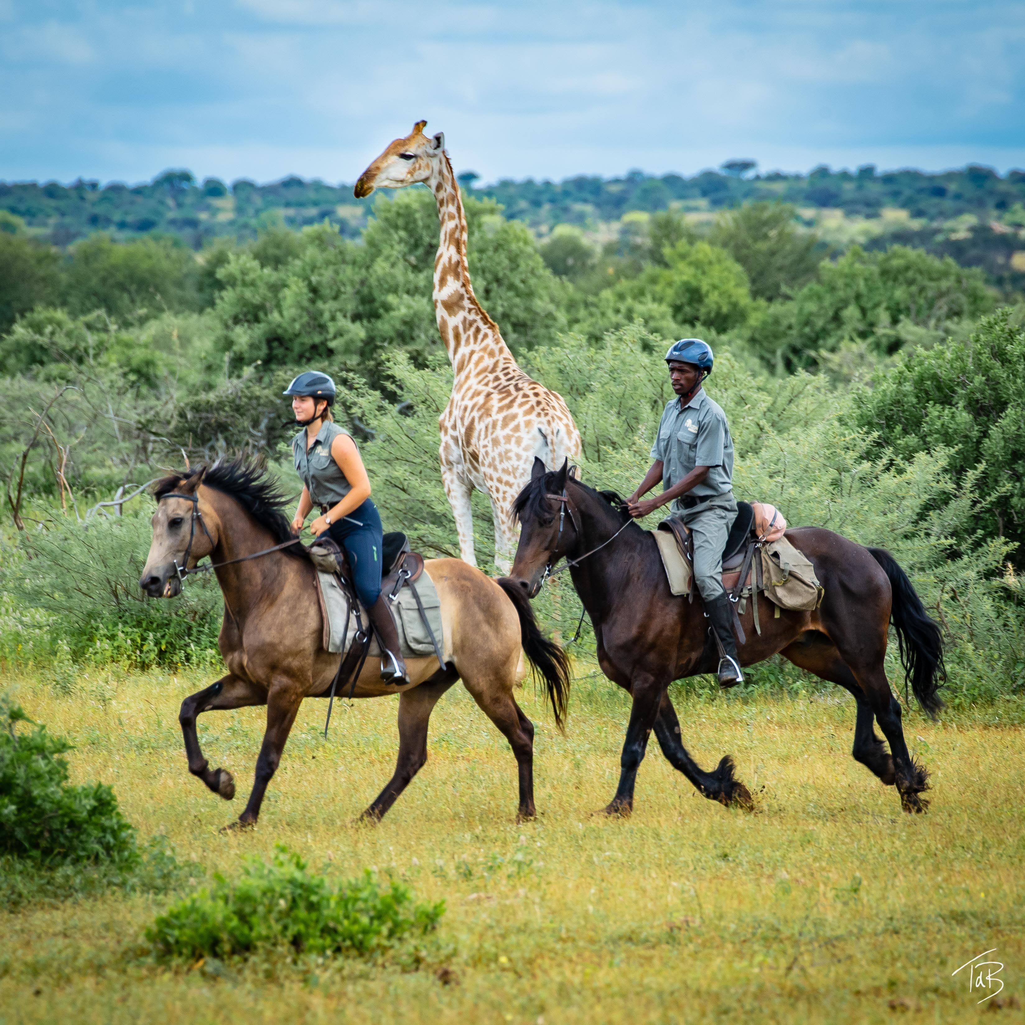 African Explorer, Botswana. En giraff står mitt i den gröna bushen medan ryttare passerar förbi – ett stilla och mäktigt ögonblick under ridsafari i Afrika.