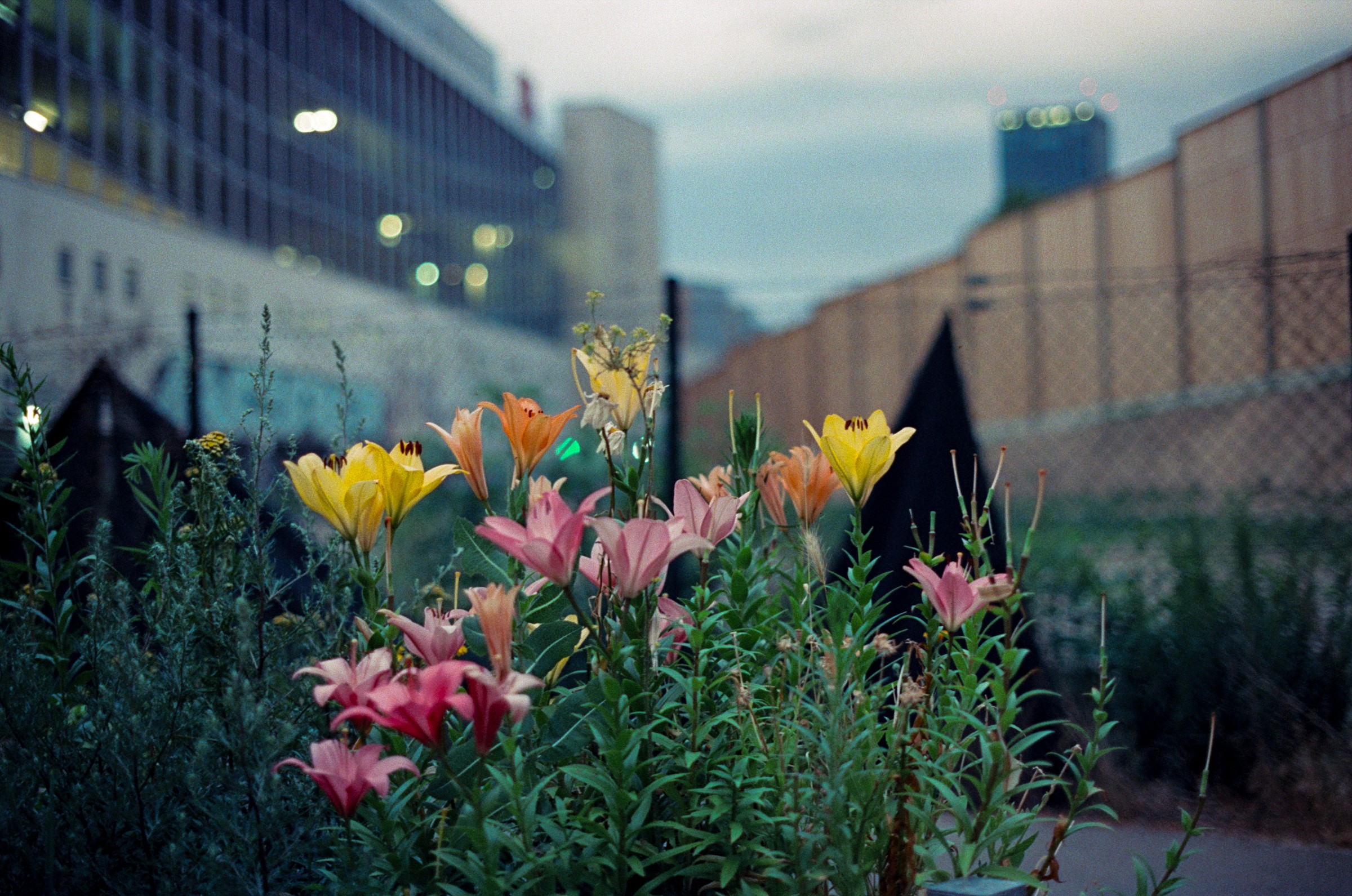 Urban sunset scene in Berlin with colorful flowers in the foreground